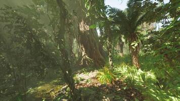 CGI Lush jungle scenery in China showcasing vibrant greenery and diverse flora video