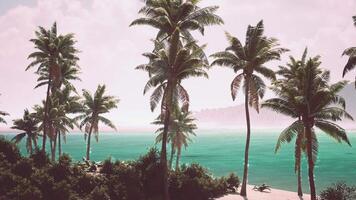 CGI Tranquil beach landscape with palm trees and turquoise waters in the Bahamas video