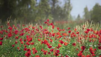 CGI Vibrant red poppy field blossoming under clear blue skies in early spring video