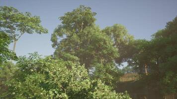 CGI Lush greenery under a clear sky in a vibrant jungle environment video