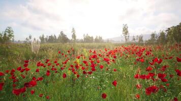 CGI Vibrant red poppy field under a bright sky in springtime landscape video
