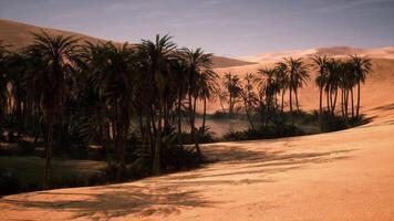 CGI Lush palm oasis nestled between golden sand dunes in a vast desert landscape video