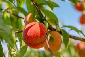 Ripe juicy peaches on a tree branch on a sunny summer day, close-up. Growing fruits in the garden and caring for trees. photo