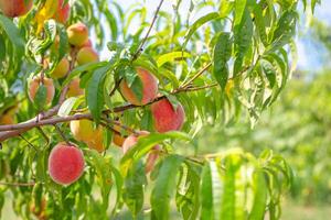 Ripe juicy peaches on a tree branch on a sunny summer day. Growing fruits in the garden and caring for trees. photo