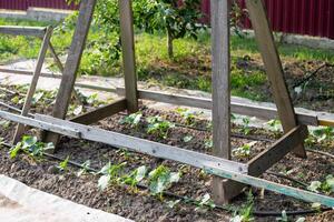 Wooden trellis for cucumber plants on a bed with drip irrigation. Growing vegetables in the garden in summer photo