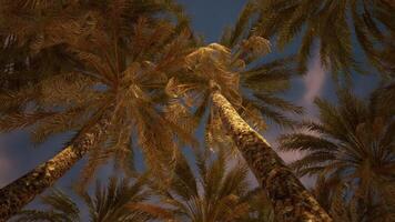 CGI Palm trees reaching toward the night sky in a tropical setting at dusk video