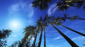 CGI Palm trees reaching towards a bright blue sky in a tropical setting video