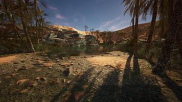 CGI Lush palms surrounding a tranquil oasis on a sunny afternoon in the desert video