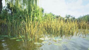 CGI Lush wetlands with tall grasses and lily pads under a bright sky in daytime video