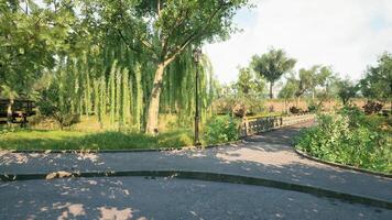 CGI A peaceful park with weeping willow trees and a winding pathway in sunlight video