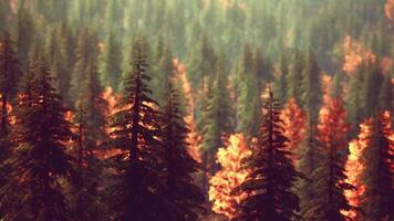 CGI Bright autumn foliage in a tranquil forest setting during golden hour video