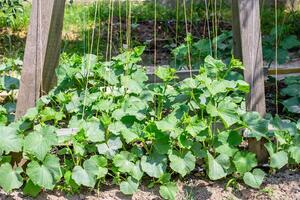 cucumber plants twine along the threads on the trellis. Growing cucumbers in the garden photo