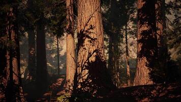 CGI Majestic sequoia forest at dusk creates a tranquil, shadowy atmosphere video