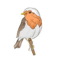 hand draw bird. art illustration of a robin on a white background. vector