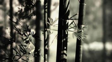 CGI Serene bamboo grove amidst the mountains of china at dusk video