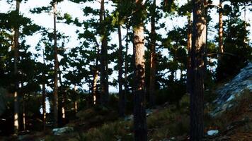 CGI Sunlight filters through pines on a calm late afternoon trail video