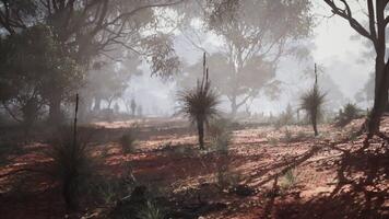 CGI Misty morning in a serene Australian bushland with native plants and trees video
