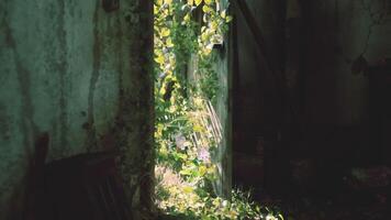 CGI Sunlight streaming through an overgrown doorway in an abandoned building video