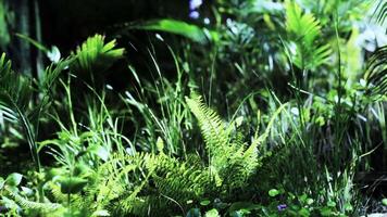CGI Lush tropical foliage with ferns and greenery in a natural setting video
