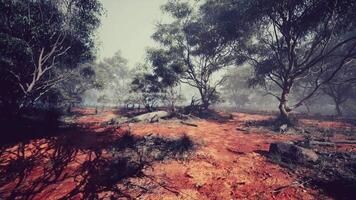 CGI Misty morning in a dense forest with red earth and scattered rocks video