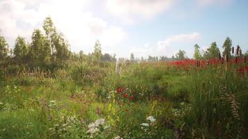 CGI Vibrant wildflower field with various blooms under a sunny sky in spring video