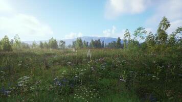 CGI Lush green meadow under a clear blue sky with distant mountains at midday video