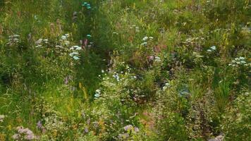 CGI Vibrant wildflower meadow in spring showcasing diverse plant life and colors video