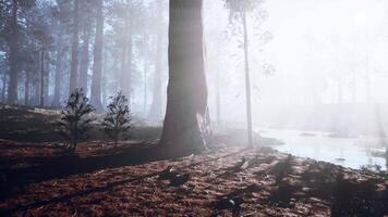 CGI Misty morning in an Alaskan forest with sunlight filtering through trees video