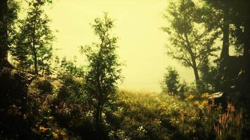 CGI Serene forest landscape during golden hour with fog and vibrant greenery video