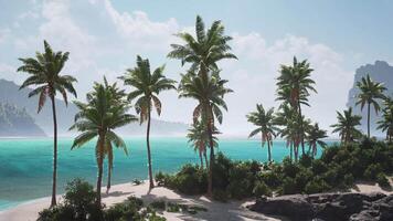 CGI Tropical paradise with palm trees along the serene beach in the Bahamas video