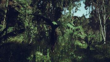 CGI Exploring the lush jungles of China filled with vibrant greenery and life video