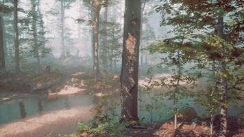 CGI Misty morning in a tranquil forest with a serene stream and lush greenery video