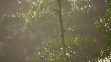 CGI Lush green jungle in morning light with dense foliage and misty atmosphere video