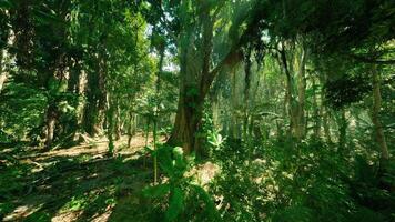 CGI Lush green jungle in China, showcasing dense foliage and towering trees video