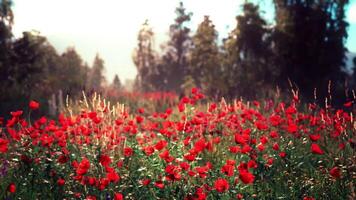 CGI Vibrant red poppy field under clear skies on a sunny day in springtime video