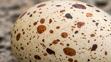 Quail eggs on macro closeup. photo