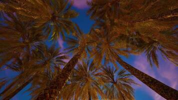 CGI Tall palm trees reaching for the vibrant twilight sky in a tropical paradise video