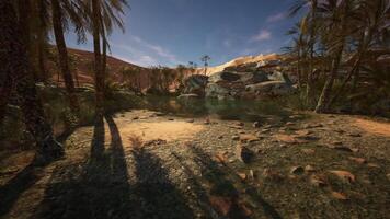 CGI Palm trees near a serene oasis surrounded by rocks and sand during daylight video