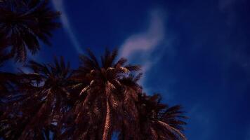 CGI Majestic palms silhouetted against a twilight sky in a serene tropical setting video