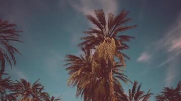CGI Tall palms sway under a vibrant sky in a tropical landscape during daytime video