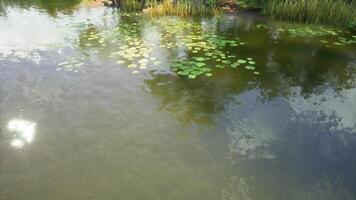 CGI Tranquil pond with lily pads reflected in sunlight during midday in summer video