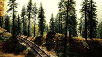 CGI Train tracks winding through a serene forest with tall pine trees video