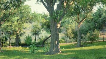 CGI Sunny afternoon in a lush park with trees and vibrant greenery by the water video
