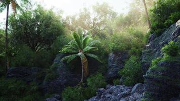 CGI Lush green tropical landscape with sunlight filtering through trees at dawn video