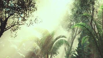 CGI Morning sunlight filters through lush leaves in a tropical rainforest video