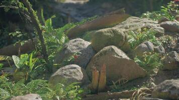 CGI Exploring the lush greenery and rocky terrain of Thailands vibrant wilderness video