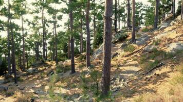 CGI Sunlit forest trail with rocky terrain and tall pine trees in the afternoon video