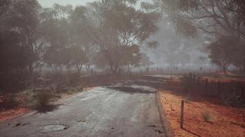 CGI Foggy road through a serene forest during the early morning hours video