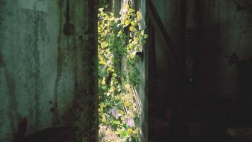 CGI Lush green vines cascading through a weathered doorway in a forgotten building video