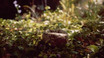 CGI An old ball resting among vibrant greenery in a serene garden setting video